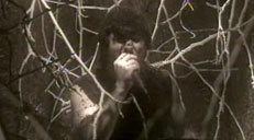 The End - Throwing Stones